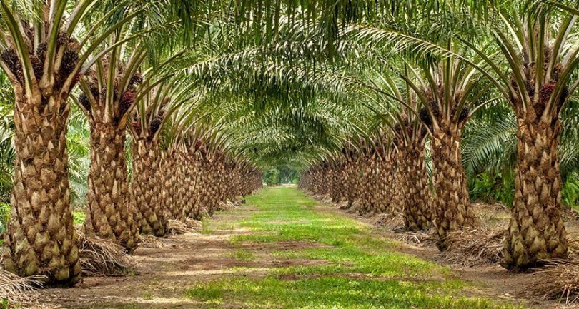 The Goodness in Palm Oil